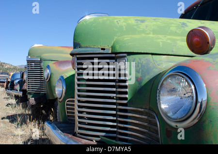 Une rangée de vieux camions datant des années 1930 et 1940 sont alignés à mourir une mort lente dans un champ rempli de chrysanthèmes sauvages Banque D'Images