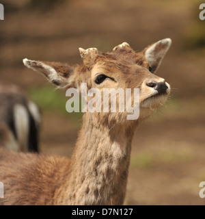 jachère pricket Banque D'Images