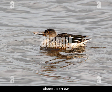 Close-up détaillé d'une femelle du Canard souchet (Anas clypeata) natation Banque D'Images