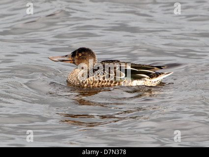 Close-up détaillé d'une femelle du Canard souchet (Anas clypeata) natation Banque D'Images