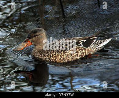 Close-up détaillé d'une femelle du Canard souchet (Anas clypeata) natation Banque D'Images