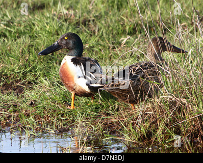 Mâle et femelle du Canard souchet (Anas clypeata) Banque D'Images