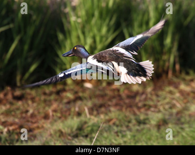 Homme du Canard souchet (Anas clypeata) en vol Banque D'Images