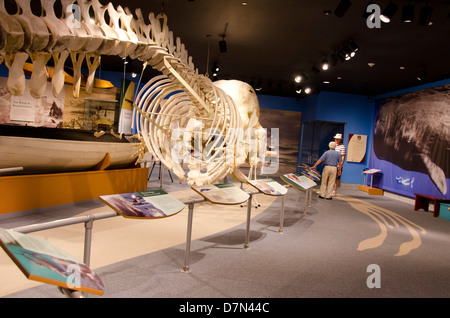 Le Massachusetts, New Bedford. New Bedford Whaling Museum, squelette de cachalot. Banque D'Images