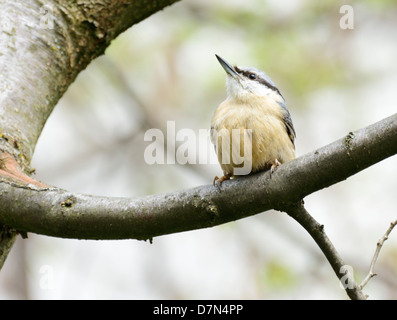 Nuthhatch eurasien - un petit passereau Banque D'Images
