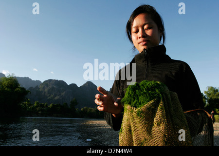 Une jeune fille locale recueille des algues d'eau douce "Kai" de la rivière Nam Song à Vang Vieng. Banque D'Images