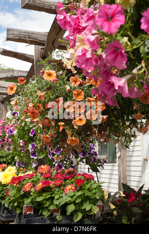 A l'ouest du Massachusetts a pépinière printemps sélection de plantes à vendre. Banque D'Images