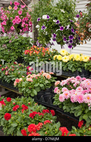 A l'ouest du Massachusetts a pépinière printemps sélection de plantes à vendre. Banque D'Images