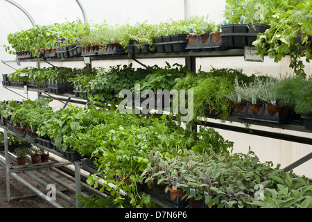 A l'ouest du Massachusetts a pépinière printemps sélection de plantes à vendre. Banque D'Images