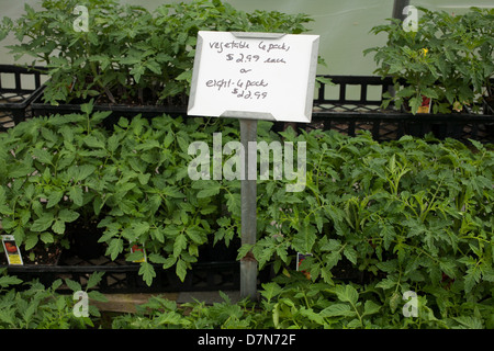 A l'ouest du Massachusetts a pépinière printemps sélection de plantes à vendre. Banque D'Images