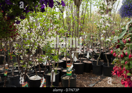 A l'ouest du Massachusetts a pépinière printemps sélection de plantes à vendre. Banque D'Images