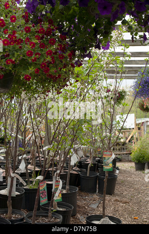 A l'ouest du Massachusetts a pépinière printemps sélection de plantes à vendre. Banque D'Images