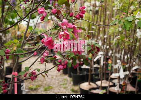 A l'ouest du Massachusetts a pépinière printemps sélection de plantes à vendre. Banque D'Images