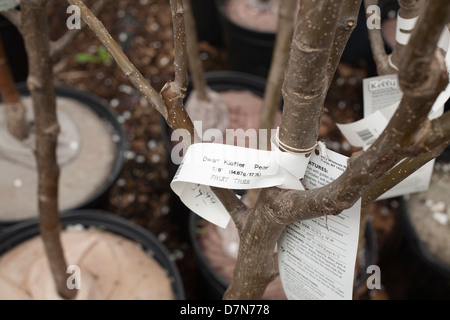 A l'ouest du Massachusetts a pépinière printemps sélection de plantes à vendre. Banque D'Images