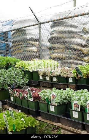 A l'ouest du Massachusetts a pépinière printemps sélection de plantes à vendre. Banque D'Images