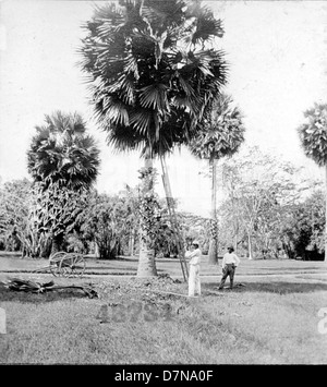 Cette photo de 1922 présente des arbres borassus flabellifères, communément appelés palmiers asiatiques ou palmiers en peluche, situés en Guyane britannique. L'image capture ces grands palmiers dans leur environnement natal dans le cadre d'une collection de spécimens botaniques lors de l'expédition Stanley Field. Banque D'Images