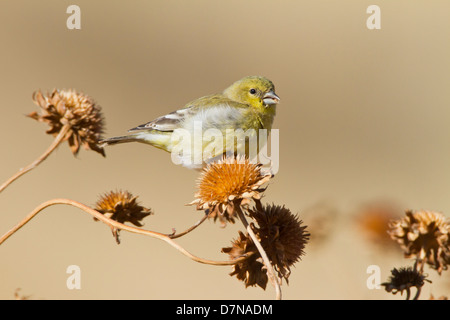 Chardonneret jaune (Spinus tristis) se nourrissant de graines de tournesol sauvage, Nouveau Mexique. Banque D'Images