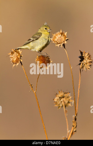 Chardonneret jaune (Spinus tristis) se nourrissant de graines de tournesol sauvage, Nouveau Mexique. Banque D'Images