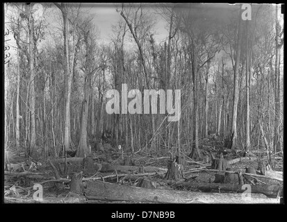 Les souches d'arbres en forêt Banque D'Images