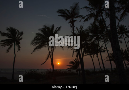 Un coucher de soleil vu à travers les palmiers sur la mer d'Oman, Arossim Beach, dans le sud de Goa, en Inde. Banque D'Images