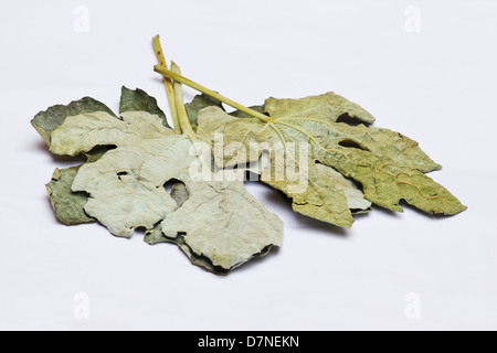 Feuilles séchées de figuier (Ficus carica) sur fond blanc Banque D'Images