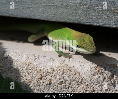 Lézard vert Anole se cachant sous une planche de bois dans le jardin Banque D'Images