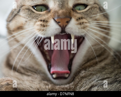 Chat Feroce Comme Un Serpent Sifflant Photo Stock Alamy