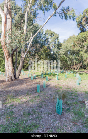 La régénération de parc avec de petits plants de l'arbre à l'abri de l'environnement. Banque D'Images