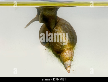 Grand Étang, escargot Lymnaea stagnalis, suspendue à la surface de l'eau par bassin de jardin de la tension de surface avec joint d'algues Banque D'Images