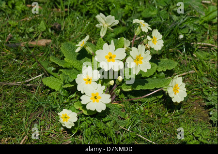 Primevère, Primula vulgaris, la floraison en plein soleil dans un bois de printemps Banque D'Images