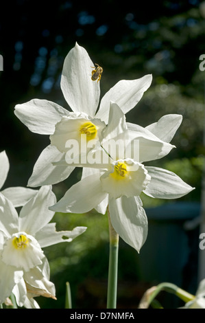 Narcisse à fleurs blanches 'Thalia' avec des abeilles Banque D'Images