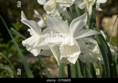 Narcisse à fleurs blanches 'Thalia' Banque D'Images