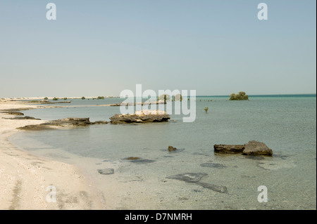 La plage d'Abu Dhabi à distance avec des pierres, sable mer sur le golfe Arabo-Persique à marée haute et isolées et les jeunes matures mangroves gris Banque D'Images