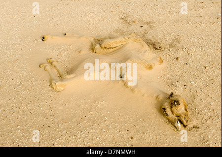Un chameau mort depuis longtemps à sec de la carcasse de veau à moitié enseveli par le sable dans le désert, Abu Dhabi Banque D'Images