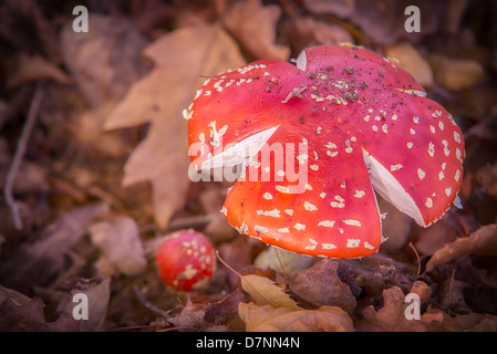 Un champignon Amanita toxique se développe parmi les feuilles d'automne à Mt Lofty comme arbres européens commencent à changer de couleur. Banque D'Images
