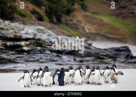 Felsenpinguine sud;Rockhopper Penguin;Eudyptes chrysocome;penacho amarillo Banque D'Images