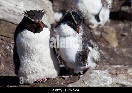 Felsenpinguine sud;Rockhopper Penguin;Eudyptes chrysocome;penacho amarillo Banque D'Images