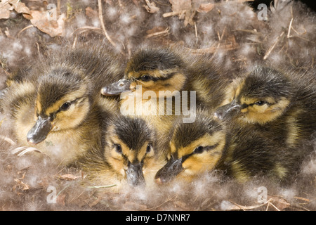 Des canetons de canards colverts (Anas platyrhynchos). Six heures ont éclos, encore dans le nid. Banque D'Images