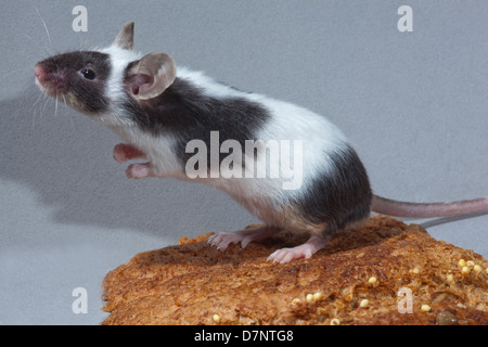 Animal fantaisie Souris (Mus musculus). Piebald, noir et blanc, debout sur les pattes arrière, sur une croûte de pain. Banque D'Images