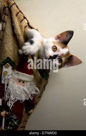 Trois mois kitten playing entre à l'intérieur d'un bas de Noël. Banque D'Images