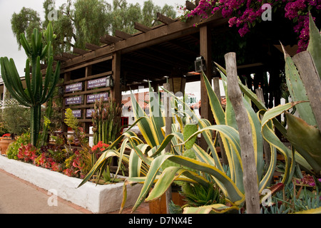 Cactus et autres plantes du désert à l'extérieur d'un bâtiment. Banque D'Images