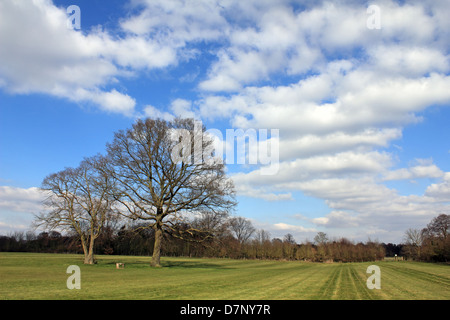 Nonsuch Park, Surrey, Angleterre, Royaume-Uni. Banque D'Images