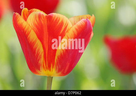 Close up of red avec tulipe jaune Banque D'Images