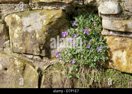 AUBRIETA ; VIOLET ROCK CRESS Banque D'Images