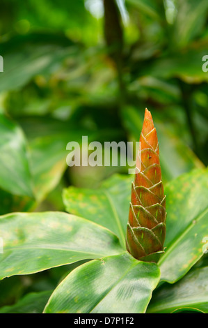 Espèces COSTUS ; SPIRALE ROUGE FLEUR DE GINGEMBRE ; CLOSE-UP. Banque D'Images