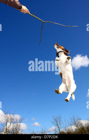 Jack Russell Terrier chien sautant en l'air pour stick Banque D'Images