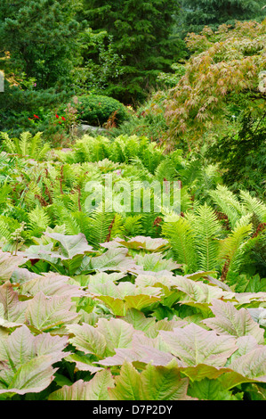 (RHEUM PALMATUM RHUBARBE ORNEMENTALE) et Matteuccia struthiopteris (FOUGÈRE) IN GARDEN Banque D'Images