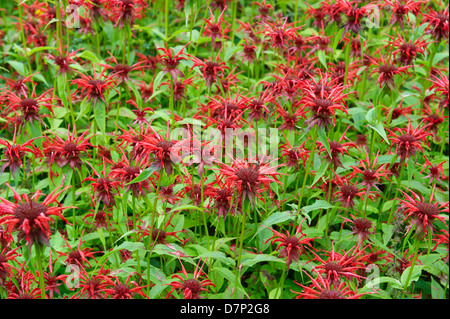 MONARDA ROUGE ; FULL FRAME Banque D'Images