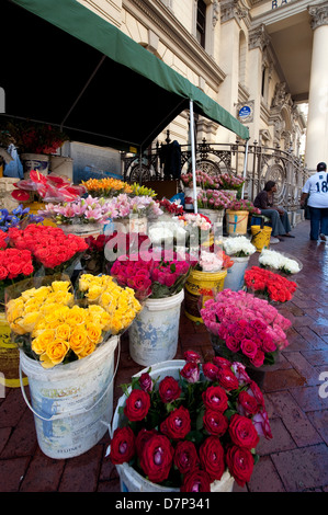 Magasin de fleurs sur la Place de Trafalgar, Cape Town, Afrique du Sud Banque D'Images