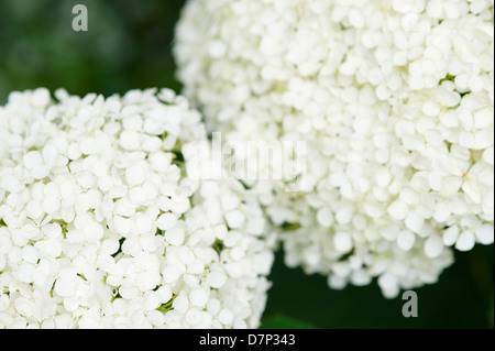 L'Hydrangea arborescens 'ANNABELLE' FLEURS ; CLOSE UP. Banque D'Images